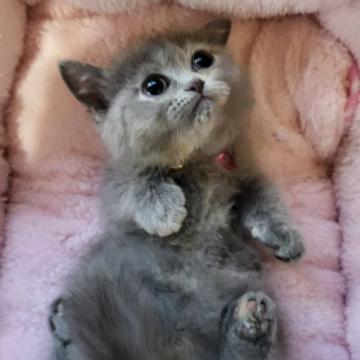 ミヌエット(短足)【大阪府・女の子・2022年10月13日・ブルークリーム(ショート)】の写真「とても可愛い短足ちゃん😍」