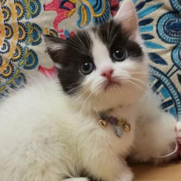 マンチカン(短足)【大阪府・男の子・2022年6月8日・ブラック&ホワイトバン(ショート)】の写真「とっても可愛い❤️」