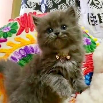 マンチカン(長足)【大阪府・女の子・2022年6月8日・ブルー(ロング)】の写真「愛くるしいお顔❤️」