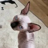 バンビーノ【大阪府・女の子・2022年5月1日・シールポイント】の写真1