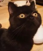 エキゾチックショートヘア【大阪府・男の子・2016年8月11日・ブラックスモーク】の写真2「12月10日写真撮りました」