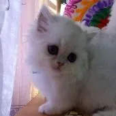 ミヌエット【大阪府・女の子・2020年12月18日・シェーデッドシルバー(ロングヘアー)】の写真2