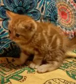 ミヌエット【大阪府・男の子・2020年11月28日・レッドクラシックタビー(ショートヘアー)】の写真4