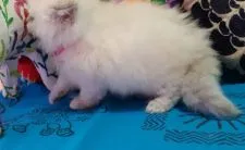 ヒマラヤン【大阪府・女の子・2020年3月15日・ブルートーティリンクスポイント】の写真4