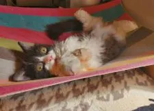 ラムキン【大阪府・男の子・2020年12月1日・ブラックスモーク&ホワイト(巻き毛ロング)】の写真5