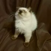 ヒマラヤン【大阪府・女の子・2017年10月5日・シールポイント】の写真5