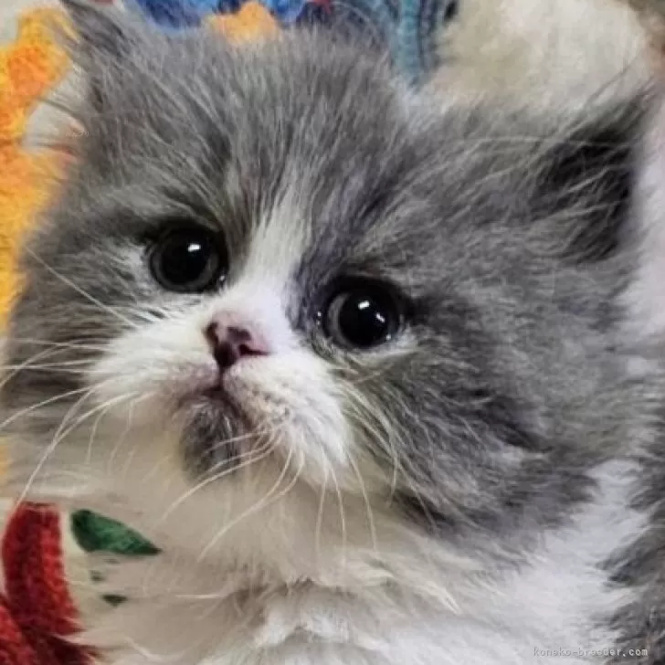 ID：2503-02947の子猫