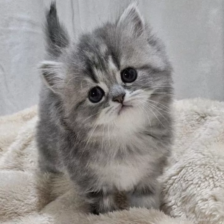 ID：2510-00114の子猫