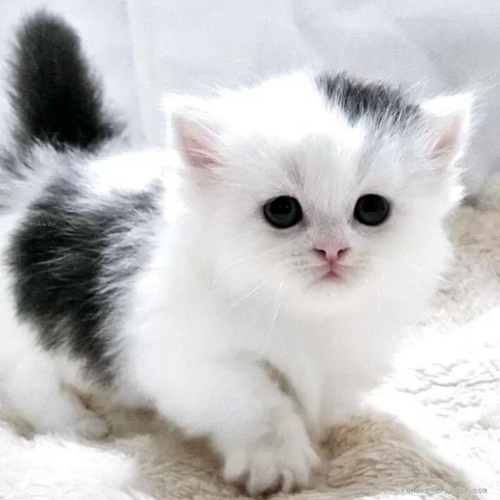 ID：2506-01678の子猫