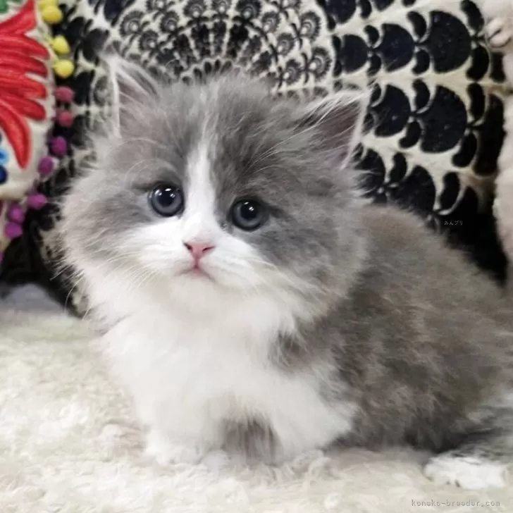 マンチカン(短足)【大阪府・女の子・2025年10月27日・ブルー&amp;ホワイト(ロング)】の写真1