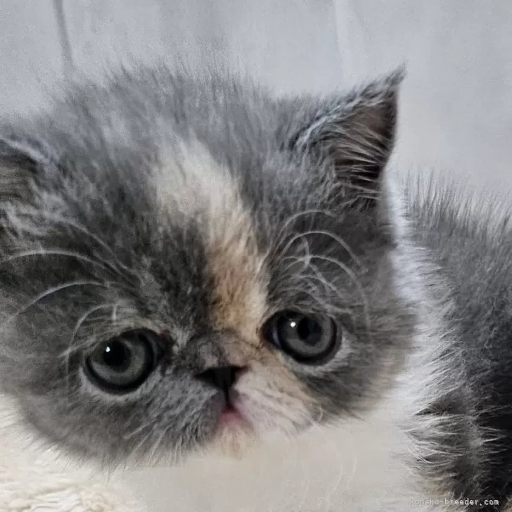 エキゾチックショートヘア【大阪府・女の子・2025年9月24日・ダイリュートキャリコ(ショート)】の写真1