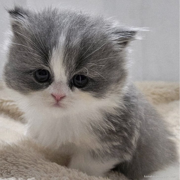 ブリーダー画像