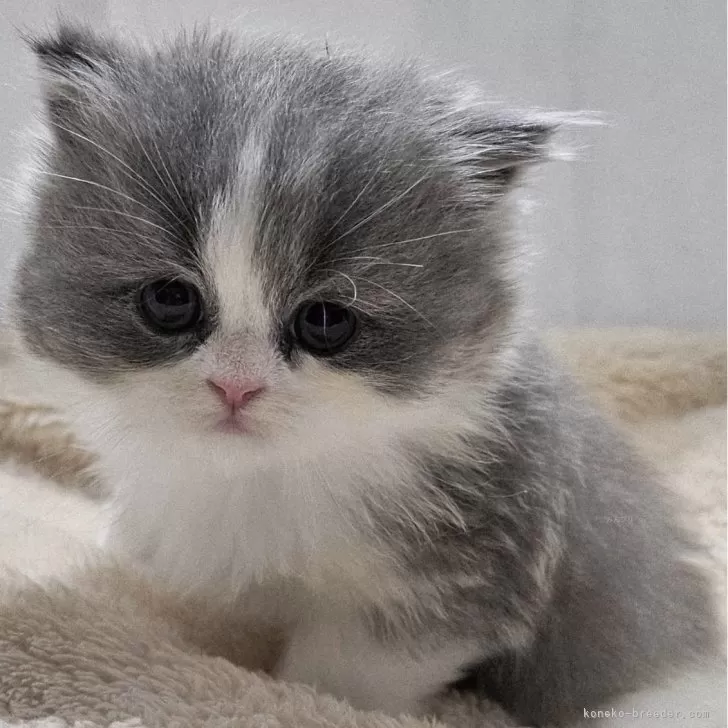 マンチカン(短足)【大阪府・女の子・2025年10月2日・ブルー&amp;ホワイト(ロング)】の写真1