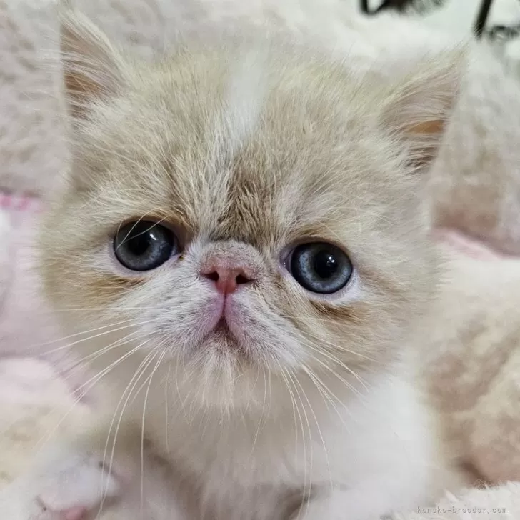 ID：2503-02948の子猫