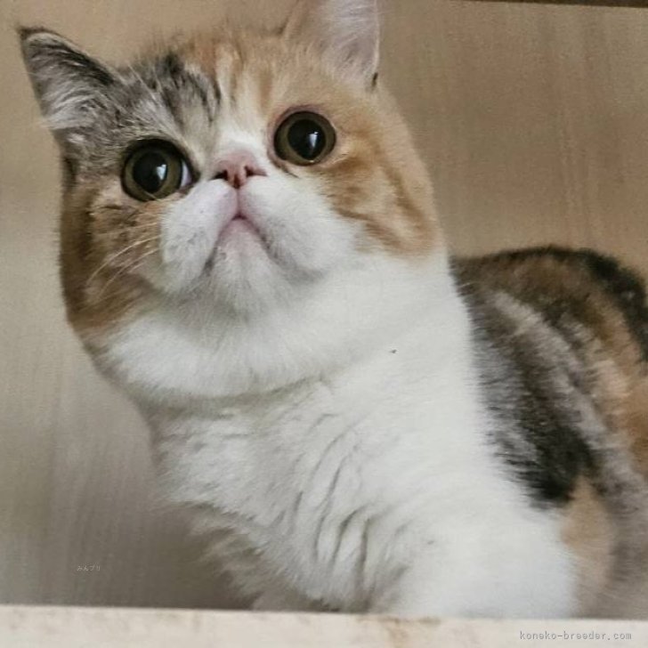 ブリーダー画像