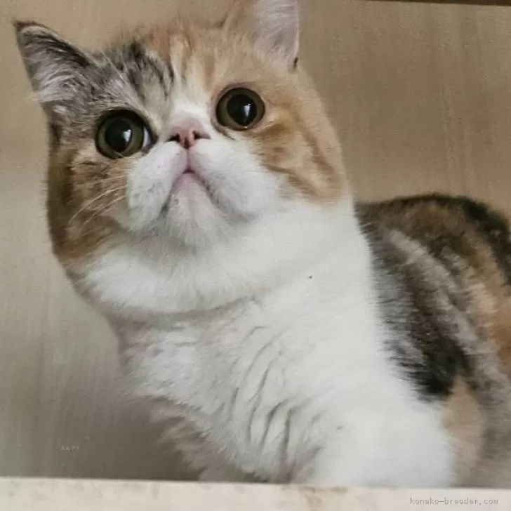 ミヌエット(長足)【大阪府・女の子・2025年4月30日・ブラウンパッチドタビー&amp;ホワイト(ショート)】の写真1