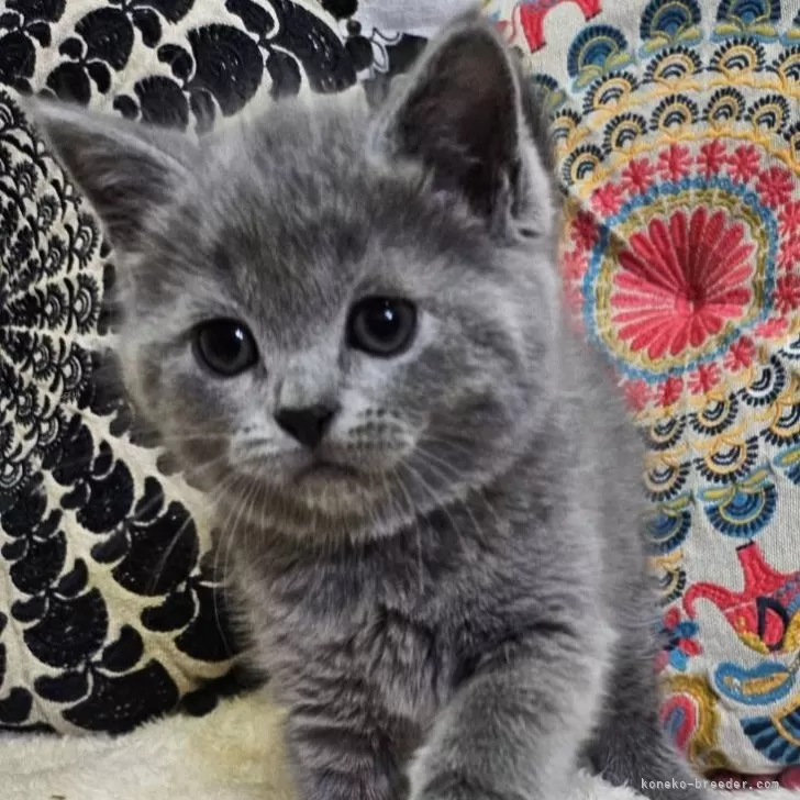 ID：2412-02149の子猫