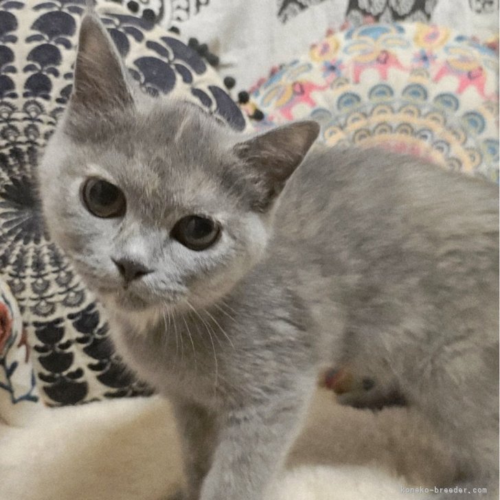 ブリーダー画像