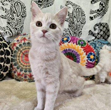 マンチカン(長足)【大阪府・女の子・2024年11月3日・クリーム(ショート)】の写真「めちゃ甘えたな美人ちゃん😍💕」