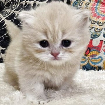 ミヌエット(短足)【大阪府・男の子・2025年3月7日・クリーム(ロング)】の写真「めちゃ可愛なぼくちゃん(*≧з≦)」