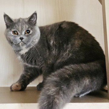 ミヌエット(長足)【大阪府・女の子・2025年4月19日・ブルークリーム(ショート)】の写真「とっても人懐っこく可愛い子です🥰」