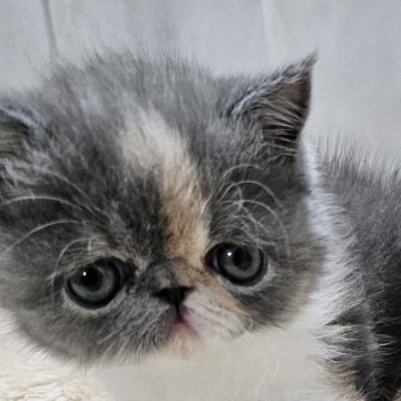 エキゾチックショートヘア【大阪府・女の子・2025年9月24日・ダイリュートキャリコ(ショート)】の写真「めちゃ可愛い子🤭💕」