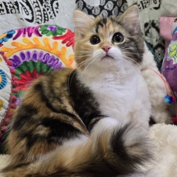 マンチカン(長足)【大阪府・女の子・2024年8月19日・ブラウンパッチドタビー&ホワイト(ロング)】の写真「おめめぱっちり美人さんに成長中(*≧з≦)」