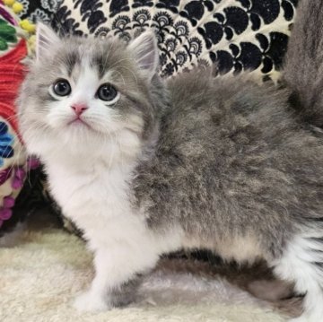 マンチカン(長足)【大阪府・男の子・2025年10月27日・ブルータビー&ホワイト(ロング)】の写真「めちゃ可愛いぼくちゃん🥰💕」