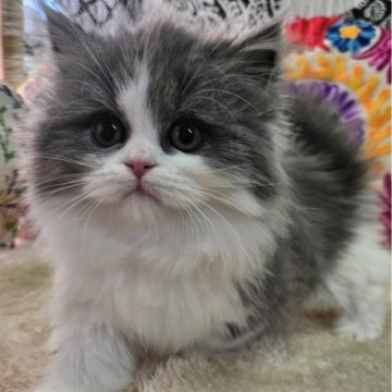 マンチカン(短足)【大阪府・女の子・2025年10月2日・ブルー&ホワイト(ロング)】の写真「めちゃ可愛い綺麗なはちわれちゃん🥰💕」