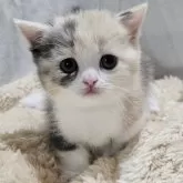 マンチカン(短足)