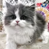 マンチカン(短足)