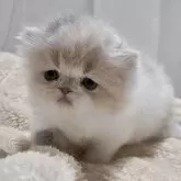 エキゾチックショートヘア