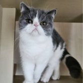 ミヌエット(長足)