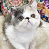エキゾチックショートヘア