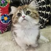 マンチカン(短足)