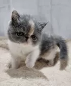 エキゾチックショートヘア【大阪府・女の子・2025年9月24日・ダイリュートキャリコ(ショート)】の写真2