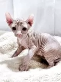 エルフキャット【大阪府・男の子・2025年5月19日・チョコレート&ホワイト(ヘアレス)】の写真3