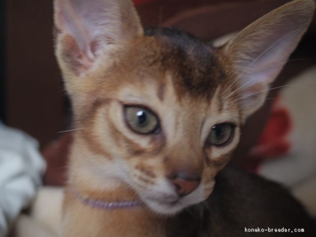 ミー 様のお迎えした子猫
