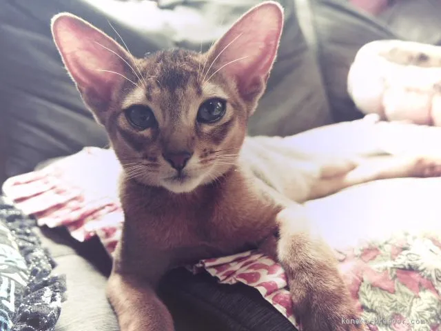 ID:1904-01978の子猫