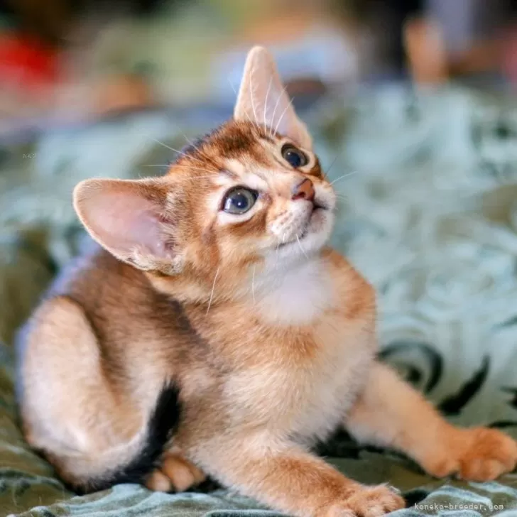 ID：2404-00213の子猫