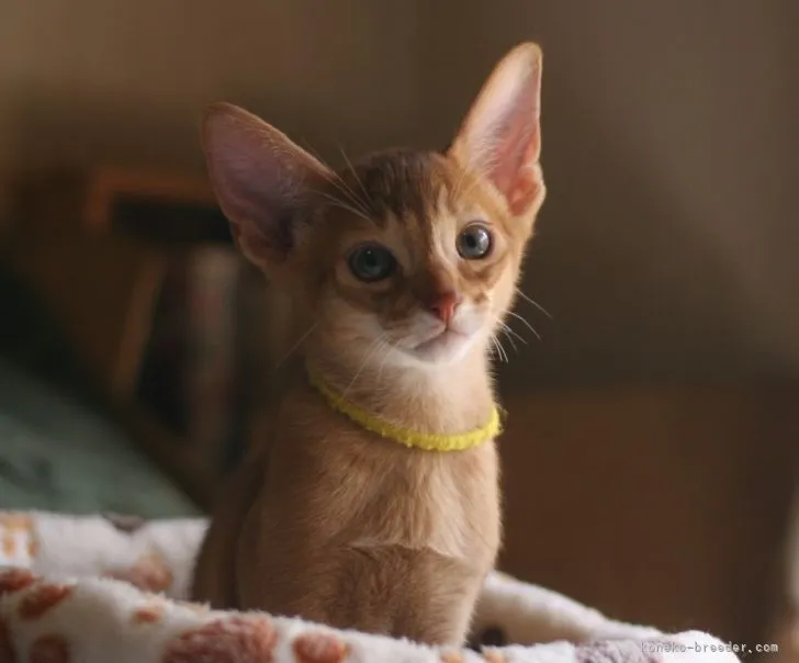 ID:2204-02342の子猫