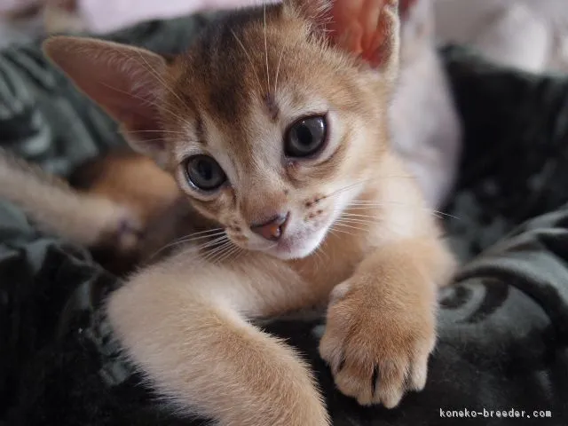 ID:1709-00188の子猫