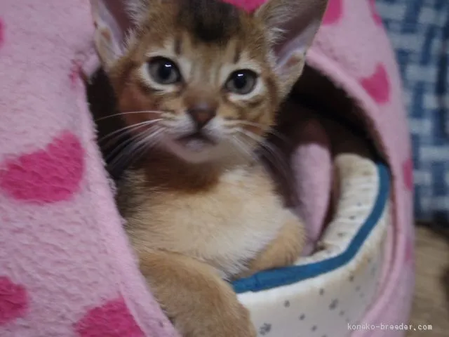 きらら 様のお迎えした子猫