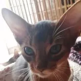 アビシニアン【埼玉県・男の子・2023年6月6日・ルディ】の写真1「11/5撮影」