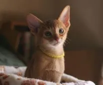 アビシニアン【埼玉県・男の子・2022年2月12日・シナモン(以前はレッドで表示)】の写真1