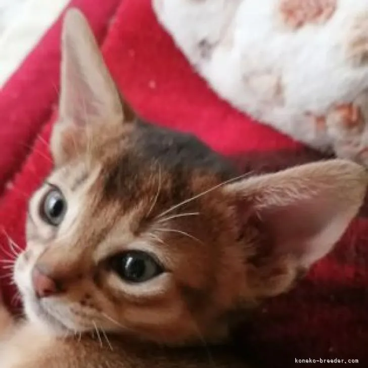 アビシニアン【埼玉県・男の子・2022年10月15日・ルディー】の写真1「12/1撮影」