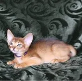 アビシニアン【埼玉県・男の子・2023年4月16日・ルディー】の写真2「6/8撮影」