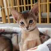 アビシニアン【埼玉県・女の子・2021年3月26日・ルディー】の写真4「5/20」