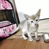 アビシニアン【埼玉県・男の子・2025年10月5日・フォーン】の写真10