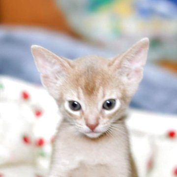 アビシニアン【埼玉県・男の子・2025年10月5日・フォーン】の写真「アビシニアンらしく活発で人懐っこい坊やです。」